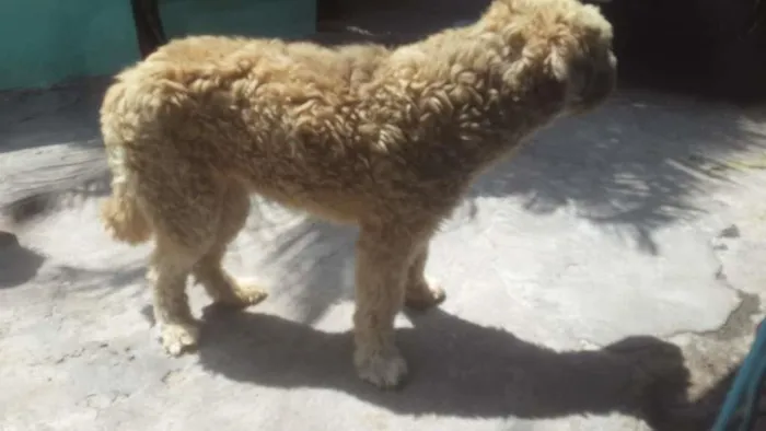 Cachorro ra a Srd idade 6 ou mais anos nome Hércules 