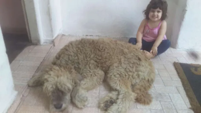Cachorro ra a Srd idade 6 ou mais anos nome Hércules 