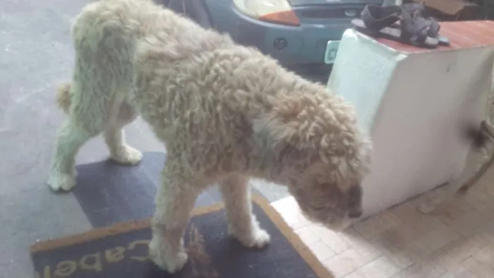 Cachorro ra a Srd idade 6 ou mais anos nome Hércules 