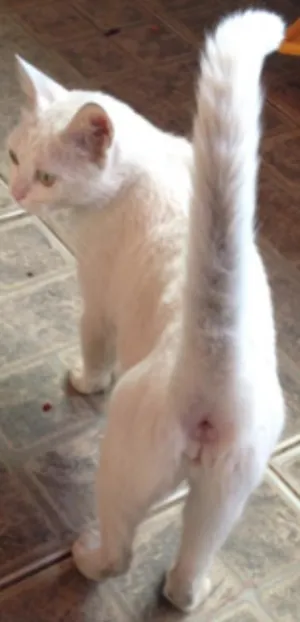 Gato raça mestiiço idade 2 anos nome Anita
