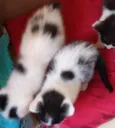 gatinhas