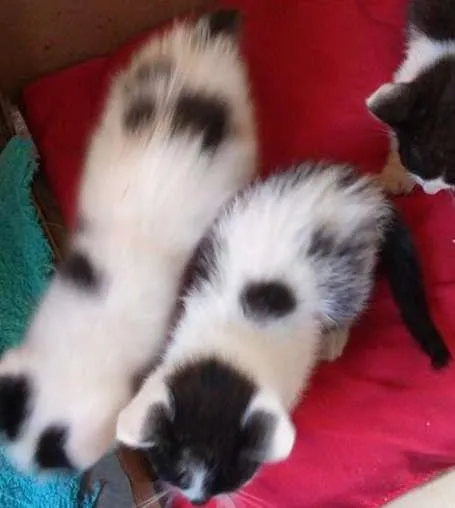 Gato ra a vira lata idade Abaixo de 2 meses nome gatinhas