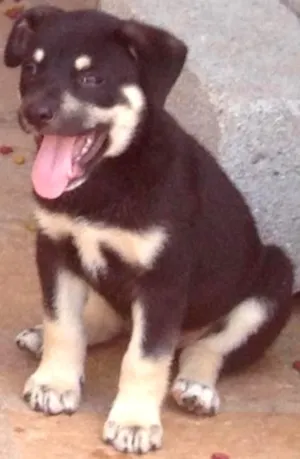 Cachorro raça SRD idade 2 a 6 meses nome Filhotes