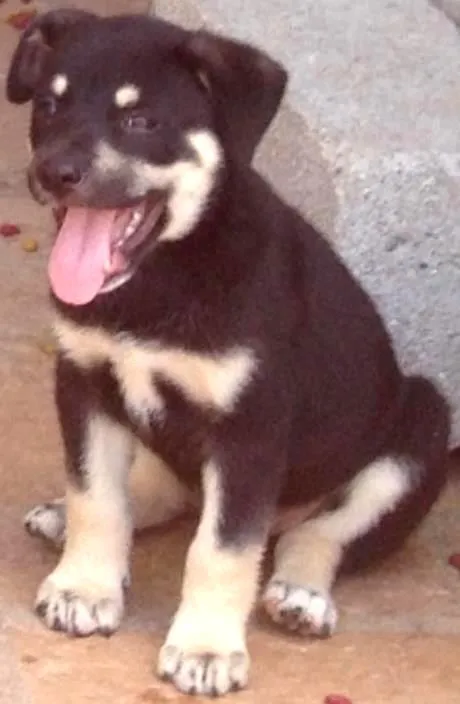 Cachorro ra a SRD idade 2 a 6 meses nome Filhotes