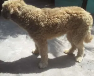 Cachorro raça Srd idade 6 ou mais anos nome Hércules 