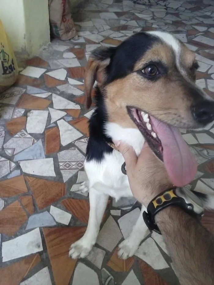 Cachorro ra a fox paulistinha idade 1 ano nome Theo