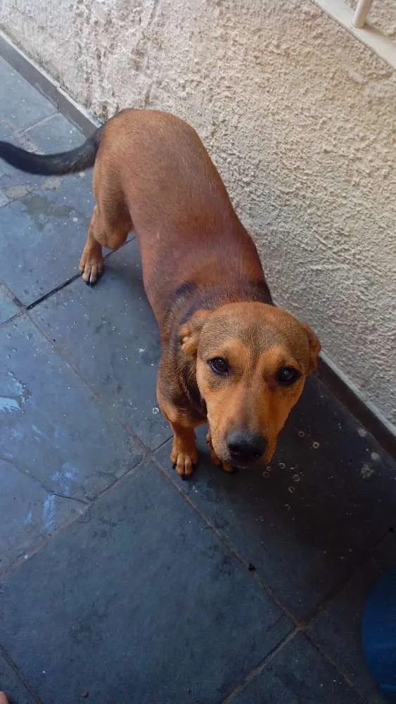 Cachorro ra a nao sei idade 2 a 6 meses nome escuby