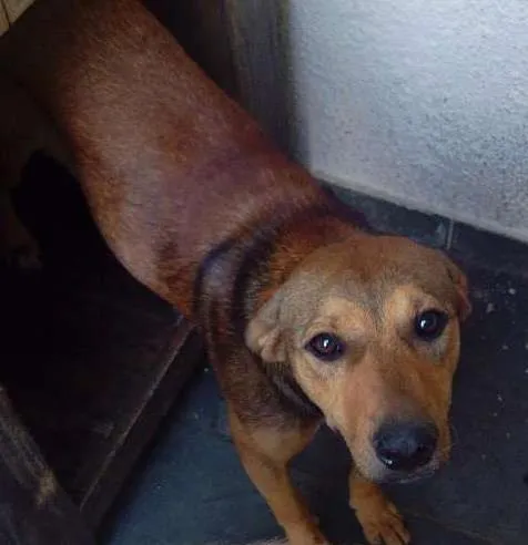 Cachorro ra a nao sei idade 2 a 6 meses nome escuby