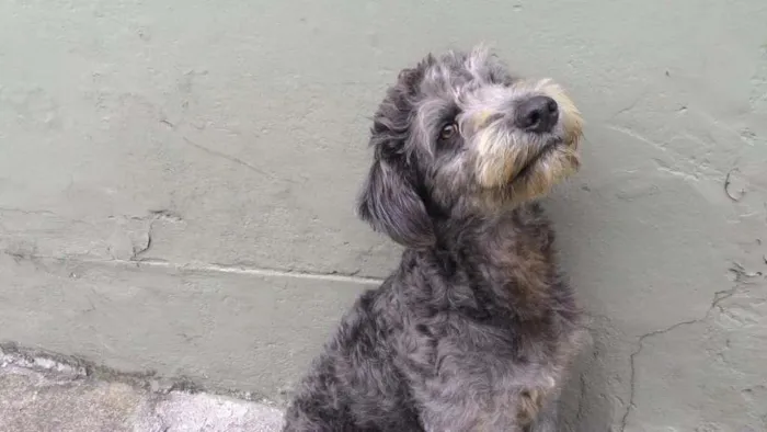 Cachorro ra a Vira Lata idade 1 ano nome Miguel