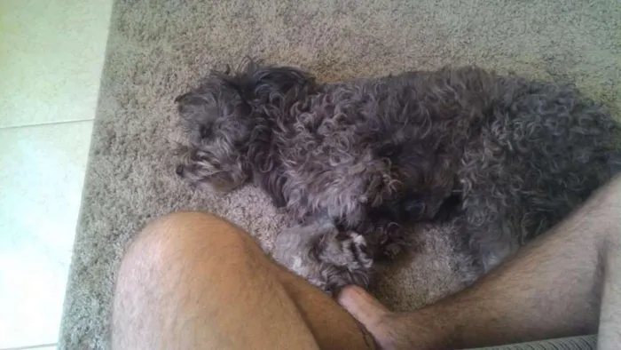 Cachorro ra a Vira Lata idade 1 ano nome Miguel