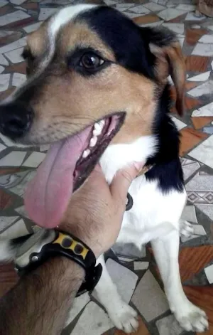 Cachorro raça fox paulistinha idade 1 ano nome Theo