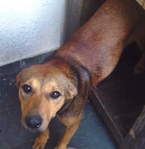 Cachorro ra a nao sei idade 2 a 6 meses nome escuby