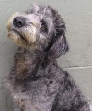 Cachorro raça Vira Lata idade 1 ano nome Miguel