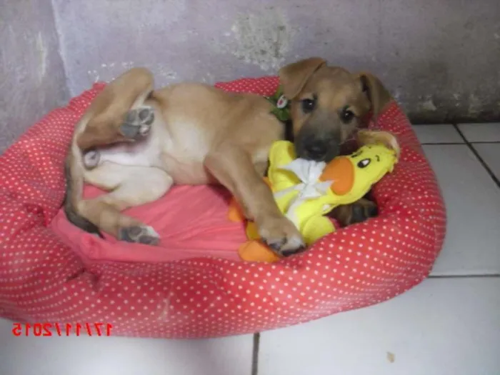 Cachorro ra a MIX PASTOR idade 2 a 6 meses nome URSINHA