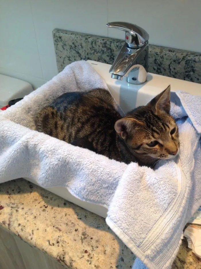 Gato ra a Sem raça definida.  idade 2 anos nome Deco 