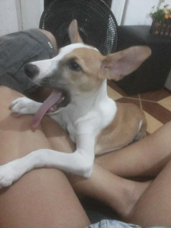 Cachorro ra a Vira lata idade 2 a 6 meses nome Astor