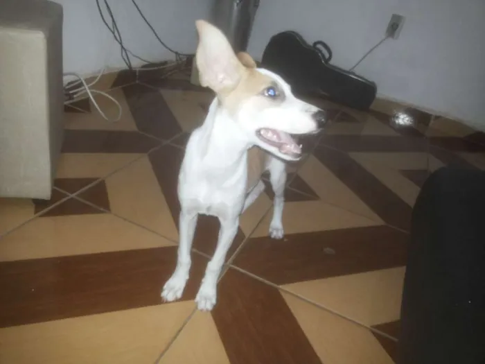 Cachorro ra a Vira lata idade 2 a 6 meses nome Astor