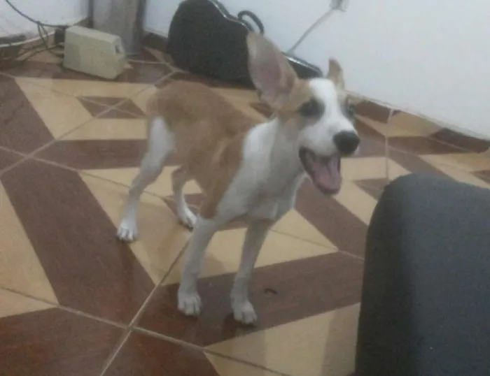 Cachorro ra a Vira lata idade 2 a 6 meses nome Astor