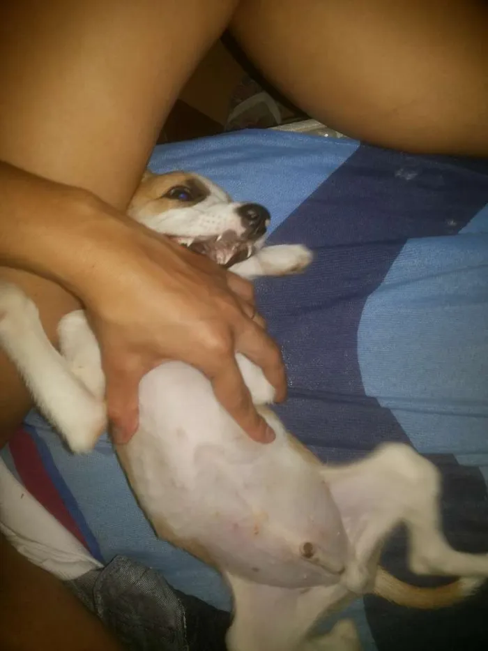 Cachorro ra a Vira lata idade 2 a 6 meses nome Astor