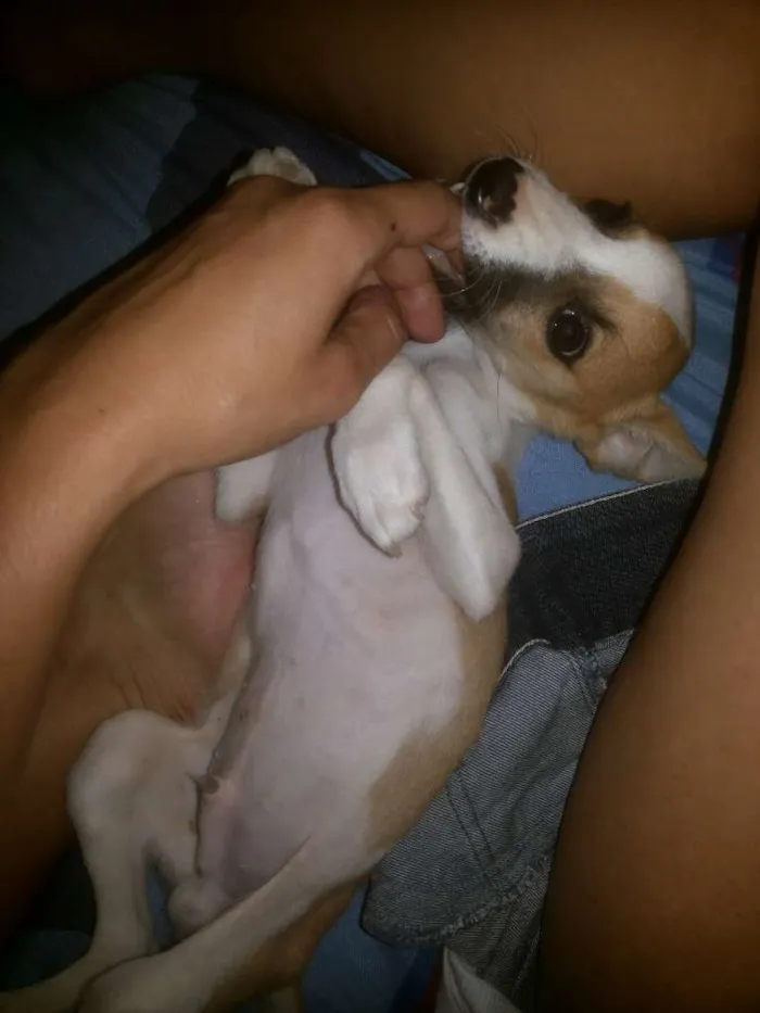 Cachorro ra a Vira lata idade 2 a 6 meses nome Astor