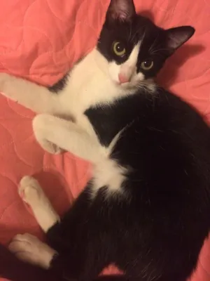 Gato raça Sem raça idade 2 a 6 meses nome Magnolia