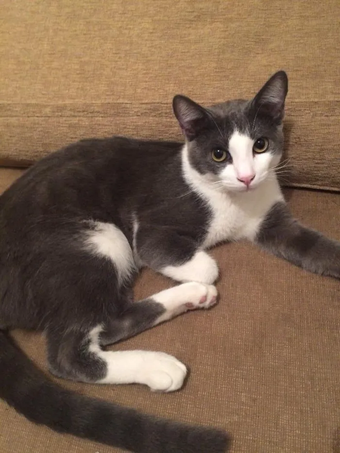 Gato raça Sem raça  idade Abaixo de 2 meses nome Mandrak