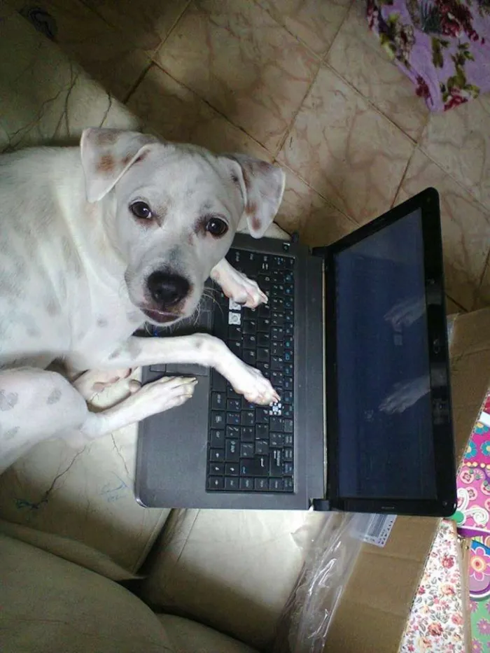 Cachorro raça vira lata idade 2 anos nome scoby