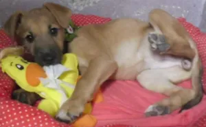 Cachorro raça MIX PASTOR idade 2 a 6 meses nome URSINHA