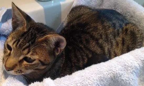 Gato ra a Sem raça definida.  idade 2 anos nome Deco 