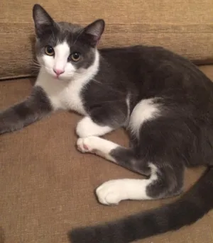 Gato raça Sem raça  idade Abaixo de 2 meses nome Mandrak