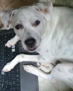 Cachorro raça vira lata idade 2 anos nome scoby