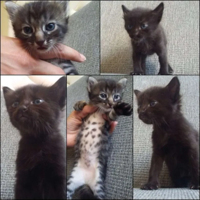 Gato raça SRD idade Abaixo de 2 meses nome isis