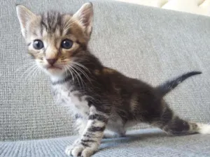 Gato raça SRD idade Abaixo de 2 meses nome isis