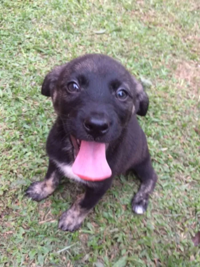 Cachorro ra a SRD idade 2 a 6 meses nome Ainda Sem Nome
