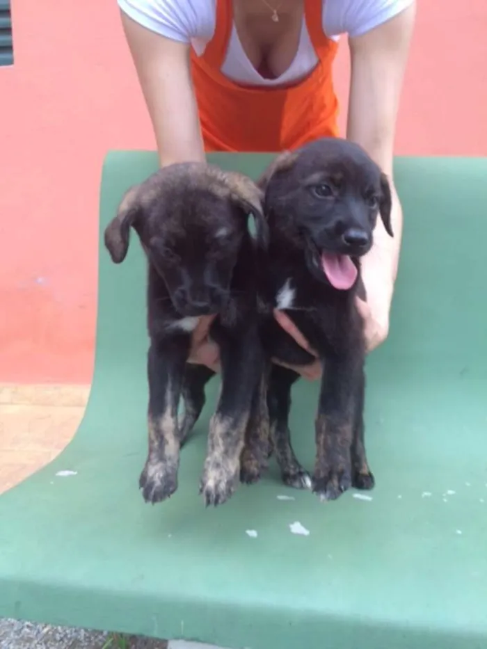 Cachorro ra a SRD idade 2 a 6 meses nome Ainda Sem Nome
