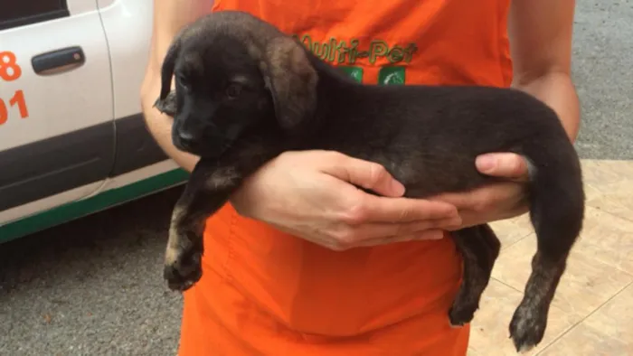Cachorro ra a SRD idade 2 a 6 meses nome Ainda Sem Nome