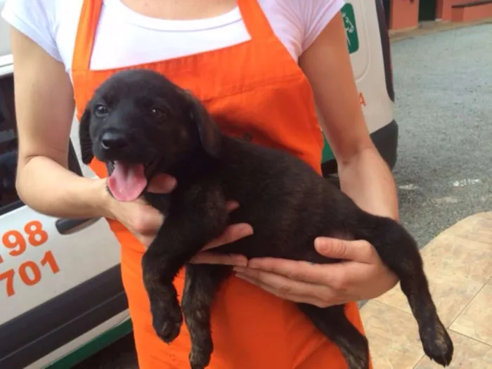 Cachorro ra a SRD idade 2 a 6 meses nome Ainda Sem Nome