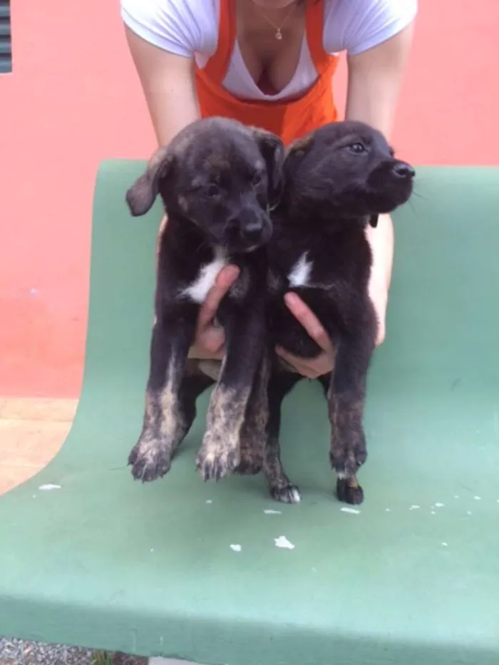 Cachorro ra a SRD idade 2 a 6 meses nome Ainda Sem Nome