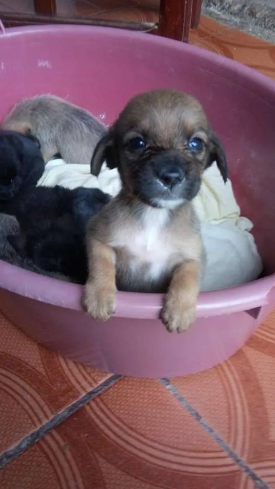 Cachorro raça SRD idade Abaixo de 2 meses nome Anita