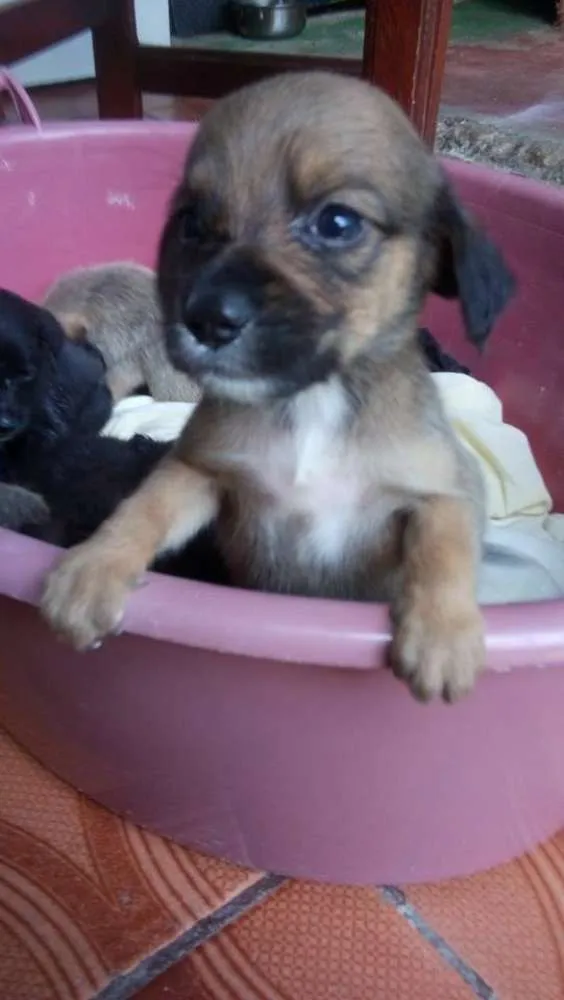 Cachorro raça SRD idade Abaixo de 2 meses nome Anita