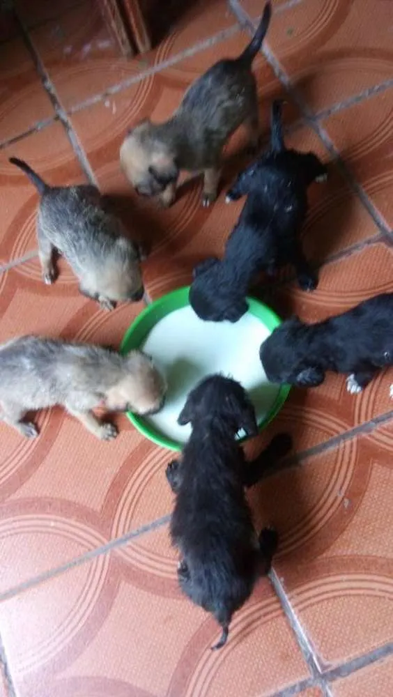 Cachorro raça SRD idade Abaixo de 2 meses nome Anita