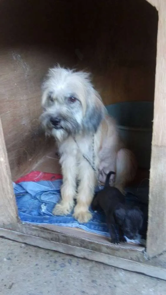 Cachorro raça SRD idade Abaixo de 2 meses nome Anita