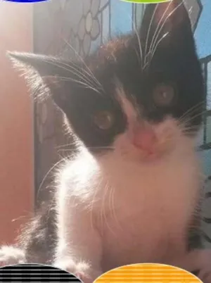 Gato raça SRD idade 2 a 6 meses nome Frajola Baby