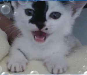 Gato raça SRD idade 2 a 6 meses nome Pandinha