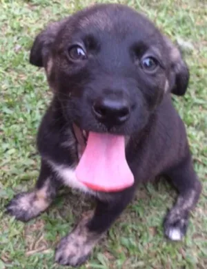 Cachorro raça SRD idade 2 a 6 meses nome Ainda Sem Nome