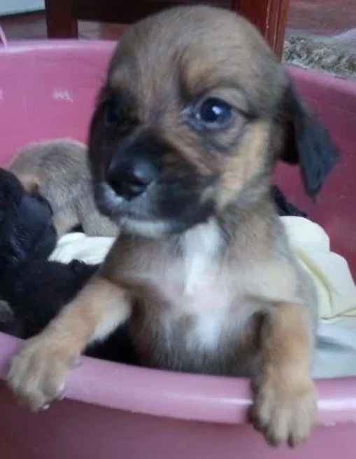 Cachorro raça SRD idade Abaixo de 2 meses nome Anita