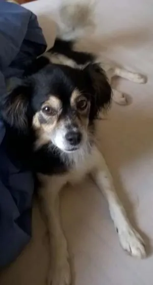Cachorro raça s/r idade 2 anos nome s/n