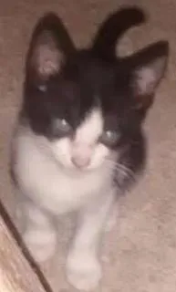Gato raça Vira lata idade Abaixo de 2 meses nome Sem nome