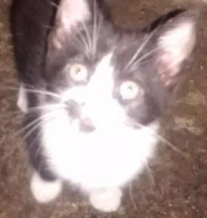 Gato raça vira lata idade Abaixo de 2 meses nome Sem nome