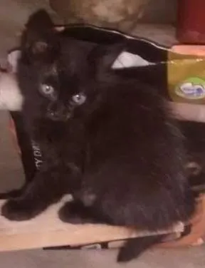 Gato raça vira lata idade Abaixo de 2 meses nome Sem nome